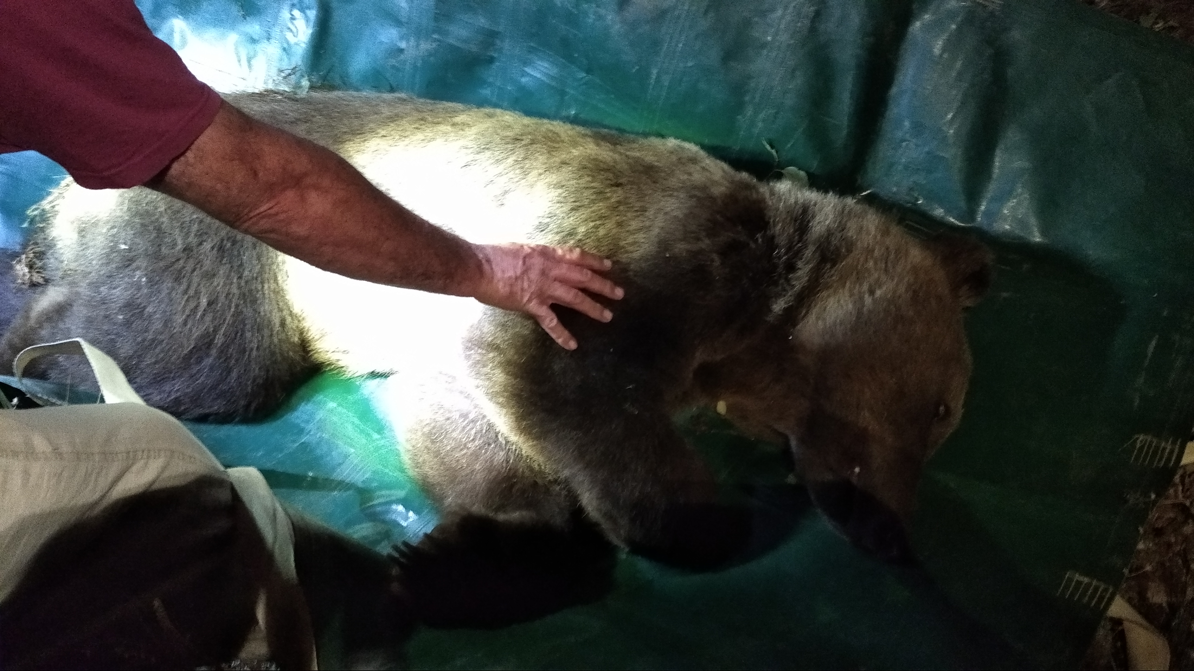 «Οι αρκούδες είναι μέσα στα σπίτια μας»-9