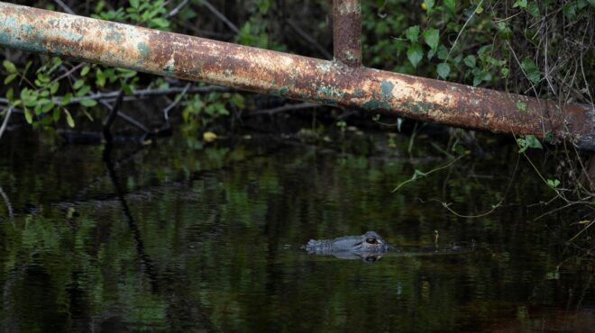 φλόριντα-τι-είναι-το-αλκατράζ-με-αλιγ-563691397