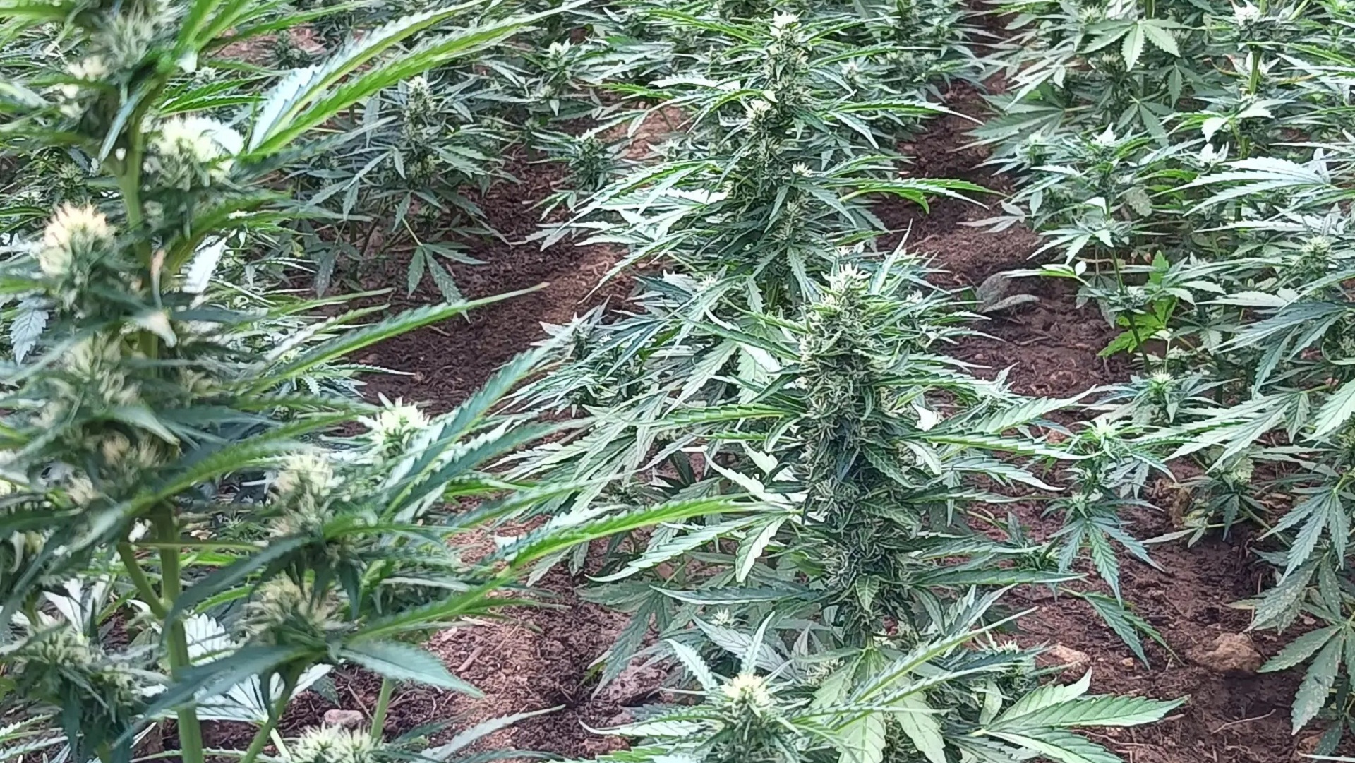 Ρέθυμνο: Εντοπίστηκε φυτεία με εκατοντάδες δενδρύλλια κάνναβης [εικόνες]-1