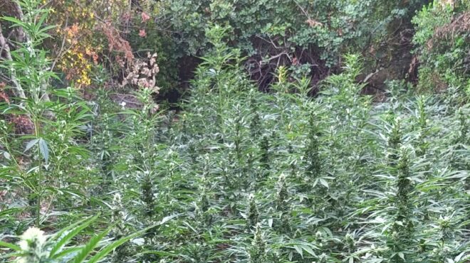 ρέθυμνο-εντοπίστηκε-φυτεία-με-εκατον-563719426