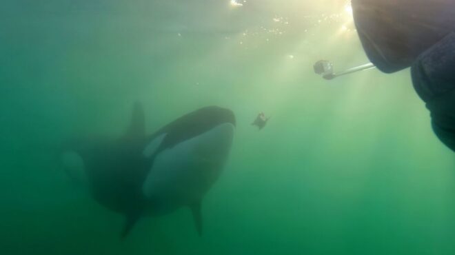 γιατί-οι-όρκες-προσφέρουν-κεράσματα-563697889