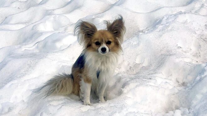 πώς-ένα-ηρωικό-τσιουάουα-έσωσε-τη-ζω-563705743