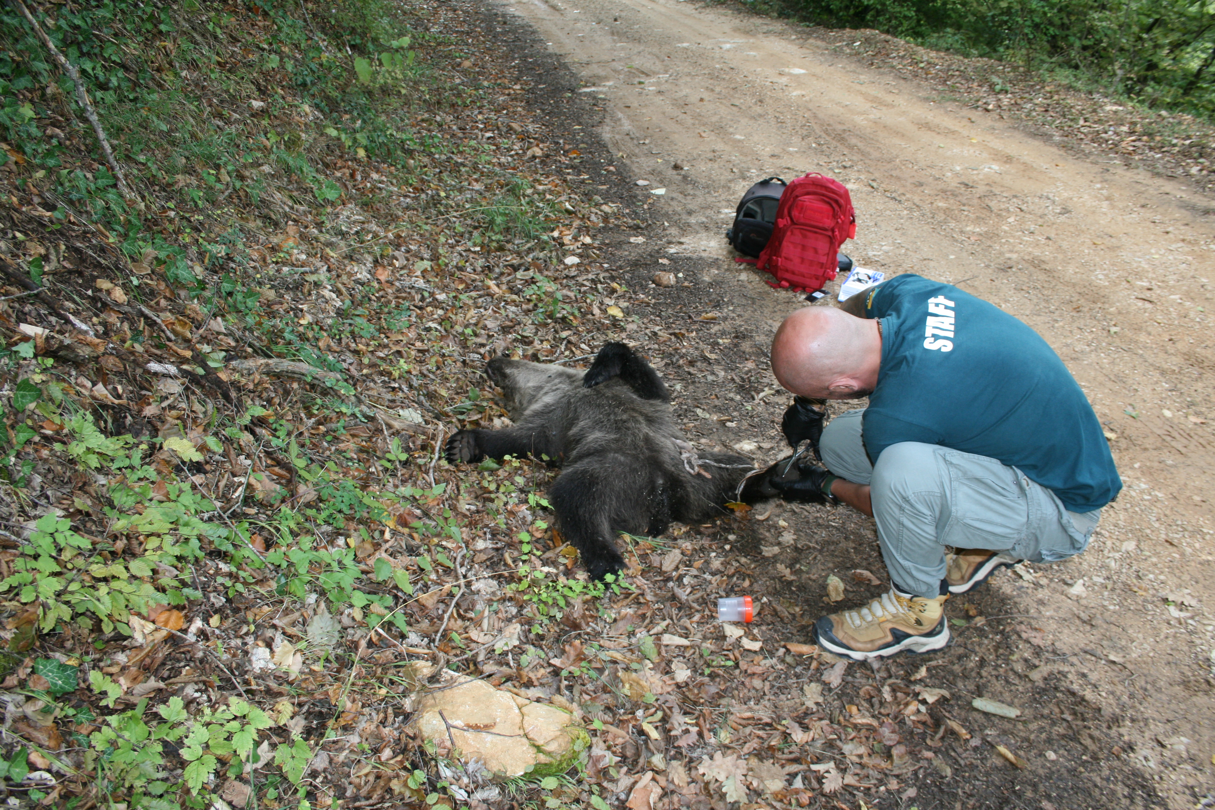 «Οι αρκούδες είναι μέσα στα σπίτια μας»-7