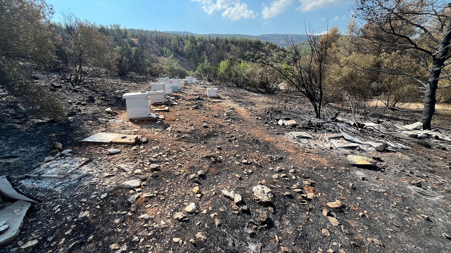 Από αδήλωτα μελίσσια η φωτιά στον Υμηττό-1