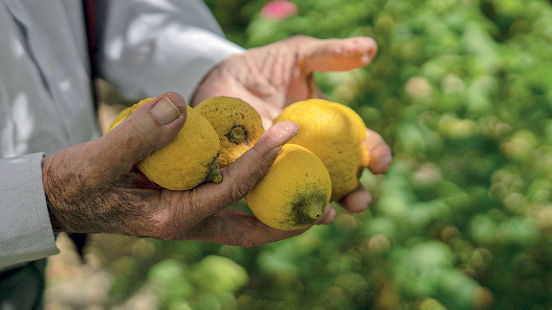 Γιώργος Καλούτσης: Από τη Χαλέπα στην Οξφόρδη με οδηγό τη μουσική-5