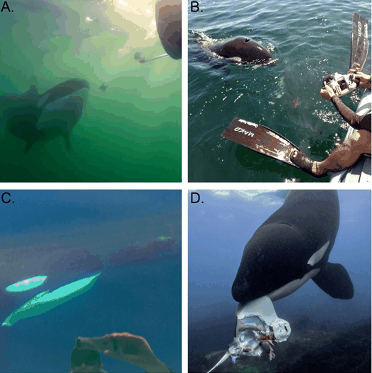 Γιατί οι όρκες προσφέρουν «κεράσματα» στους ανθρώπους;-1