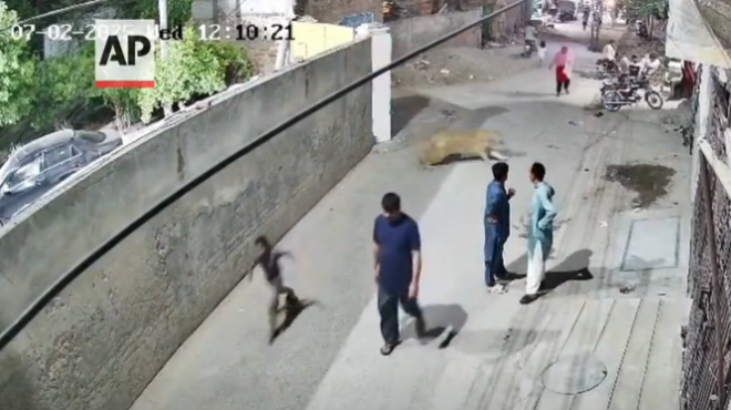 πακιστάν-οικόσιτο-λιοντάρι-επιτέθηκ-563701834