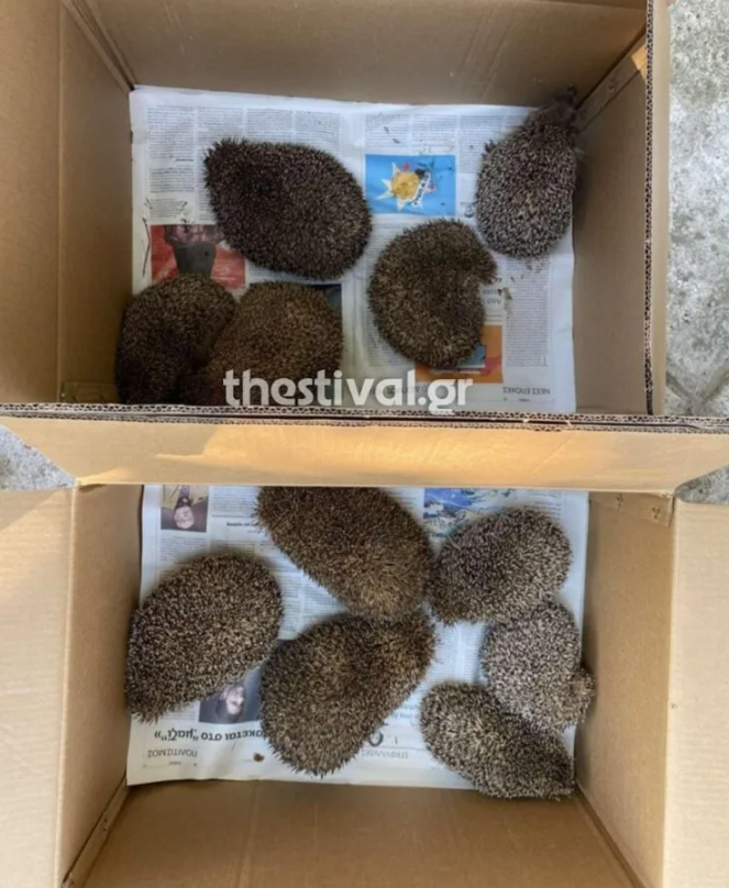 Θεσσαλονίκη: Διασώθηκαν 11 σκαντζόχοιροι που πιθανότατα προορίζονταν προς βρώση-2