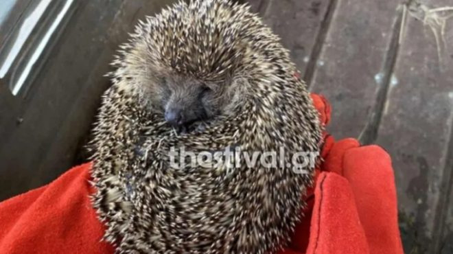 θεσσαλονίκη-διασώθηκαν-11-σκαντζόχοιρ-563739904