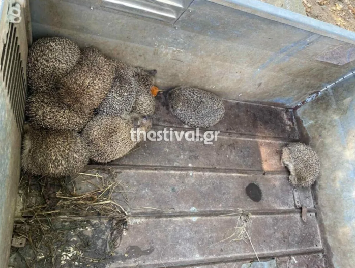 Θεσσαλονίκη: Διασώθηκαν 11 σκαντζόχοιροι που πιθανότατα προορίζονταν προς βρώση-1