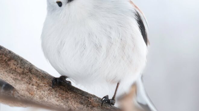 είναι-αυτό-το-πιο-kawaii-πτηνό-της-γης-563731684