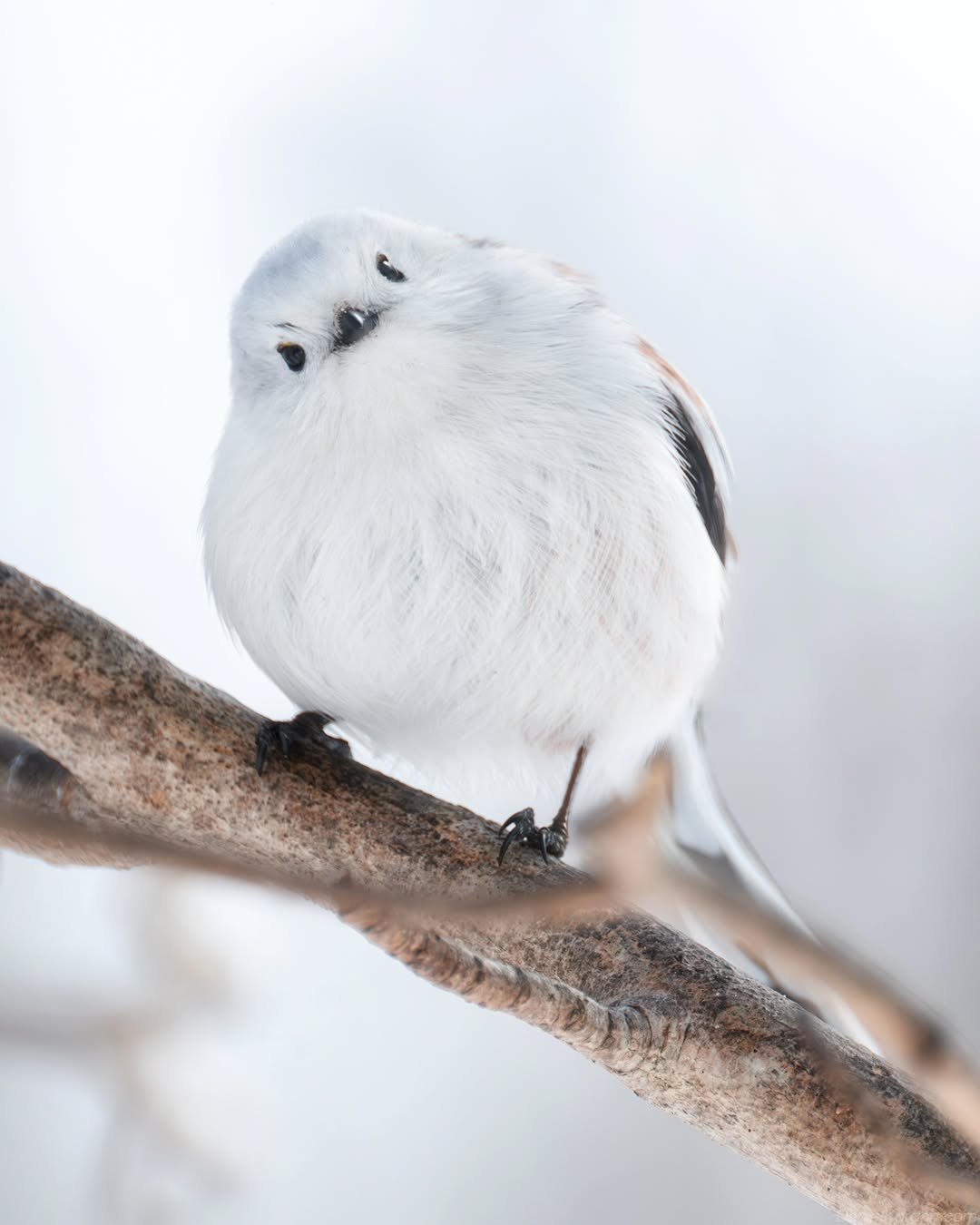 είναι-αυτό-το-πιο-kawaii-πτηνό-της-γης-563731684