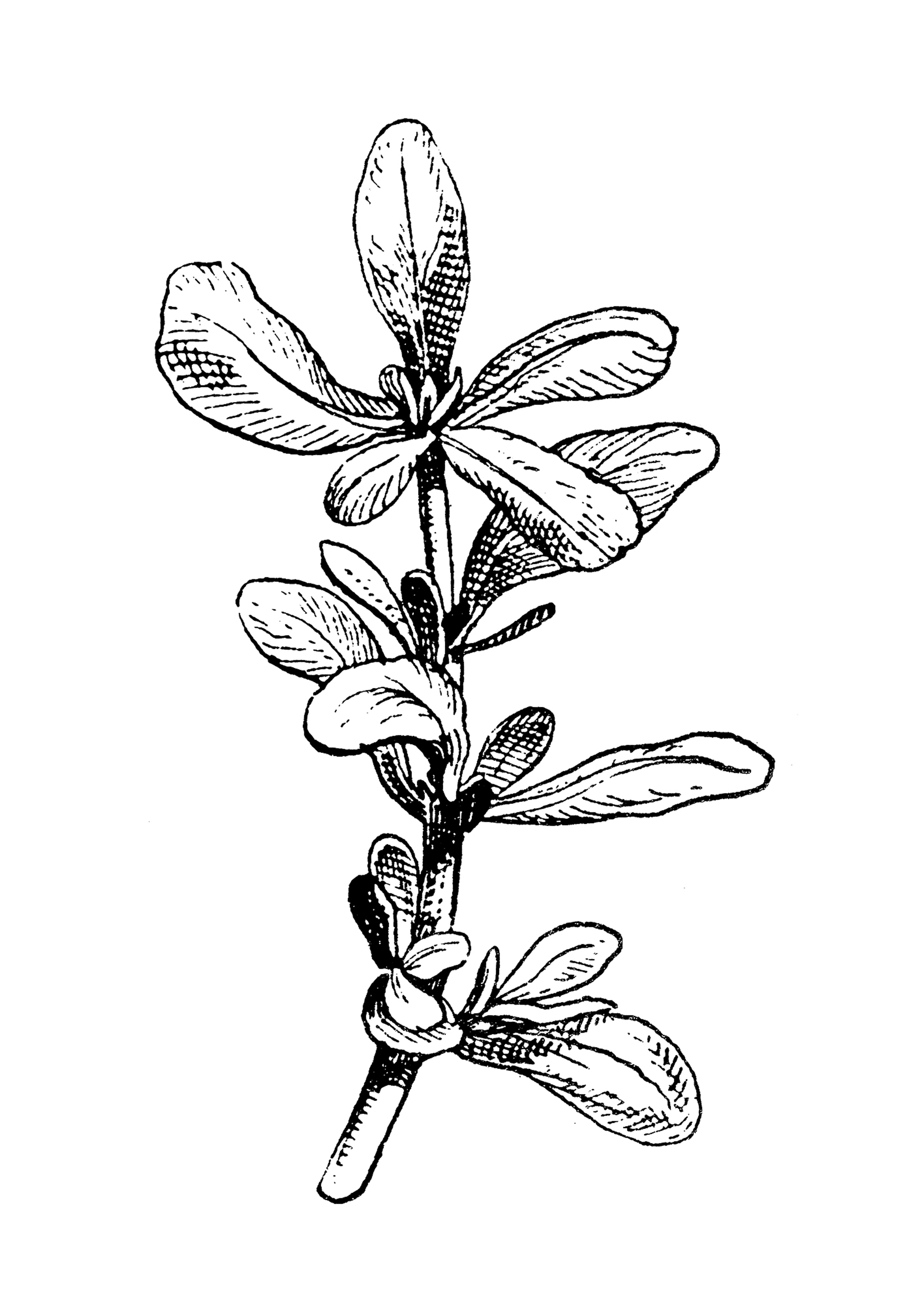 Το θεραπευτικό βότανο που κάνει πιο νόστιμες τις σαλάτες-1