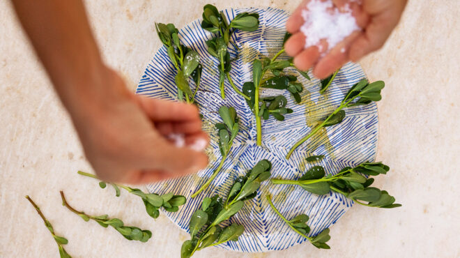 το-θεραπευτικό-βότανο-που-κάνει-πιο-νό-563720392