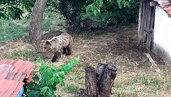«Οι αρκούδες είναι μέσα στα σπίτια μας»-1