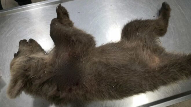 καστοριά-σκότωσαν-αρκουδάκι-έξι-μηνώ-563710333