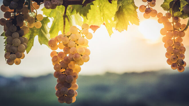 μια-γνωριμία-με-τα-απολαυστικά-κρασιά-563720422