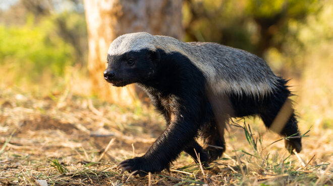 υπάρχουν-αντιήρωες-στη-φύση-563732437