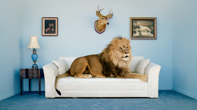 είναι-δυνατόν-να-υπάρχουν-λιοντάρια-γ-563720479