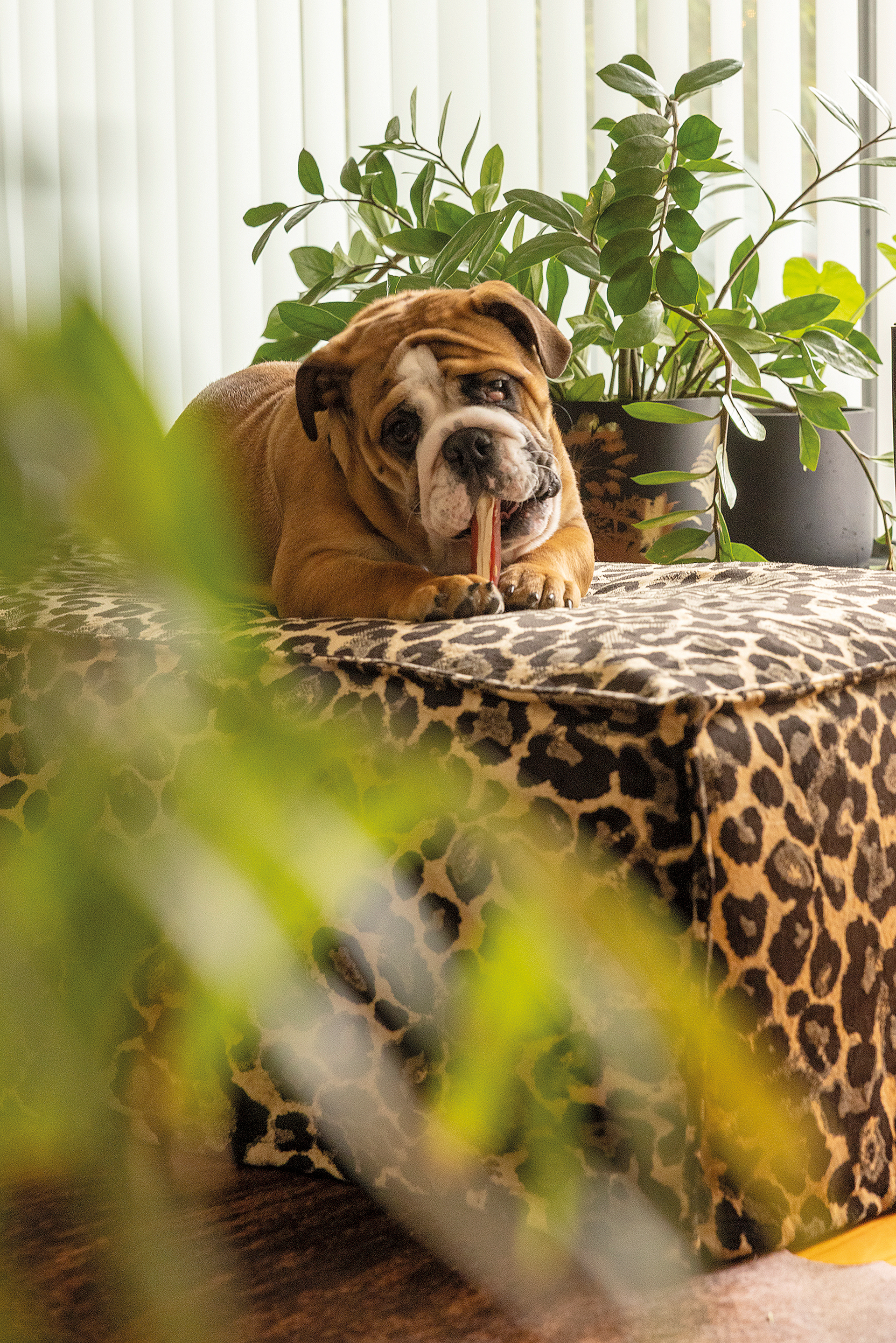 Iστορίες διακόσμησης στο Ψυχικό-3