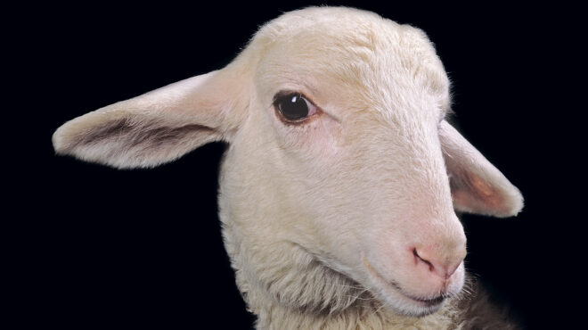 η-εκδίκηση-των-αμνών-563700994