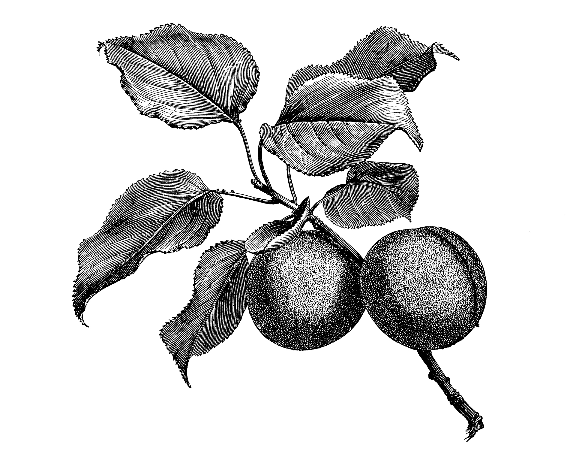 Το βερίκοκο και τα πολλά «μυστικά» του-1