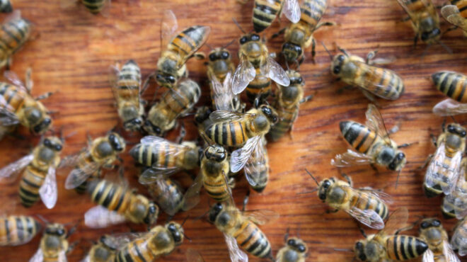 γαλλία-επίθεση-διαρκείας-από-μέλισσε-563702578