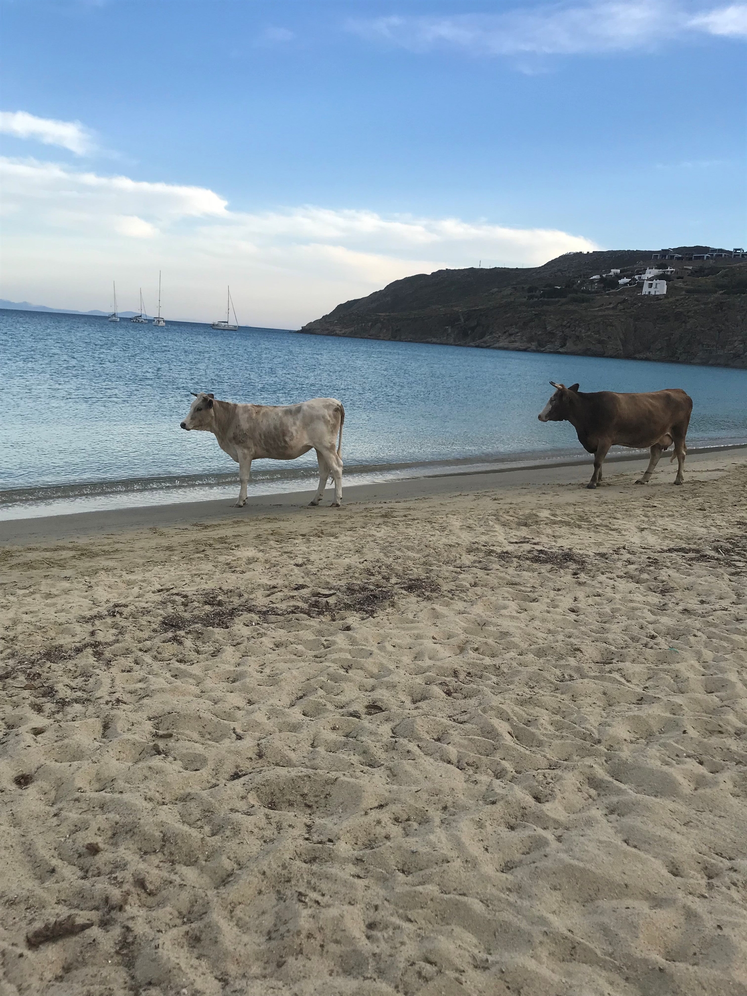Η Μύκονος αλλιώς. Δέκα χρόνια έκλεισε η καλλιτεχνική πλατφόρμα «Δυο Χωριά»-1