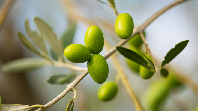 ο-άνισος-αγώνας-των-αγροτών-563713378
