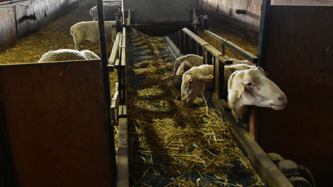 τα-παράδοξα-με-το-γάλα-της-κρήτης-563700358