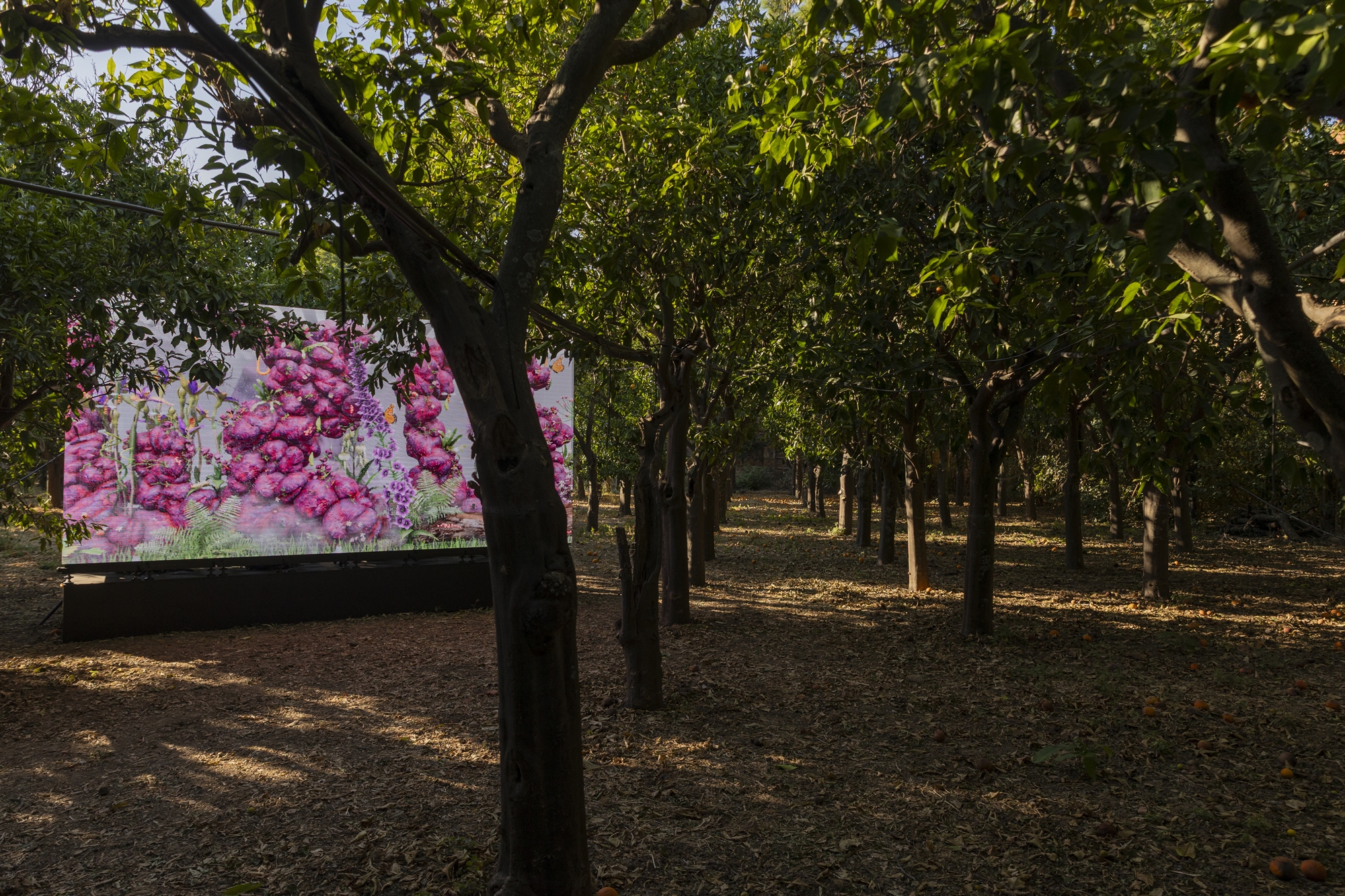 Ενα περιβόλι 30 στρεμμάτων γεμάτο τέχνη στον Κάμπο της Χίου-4