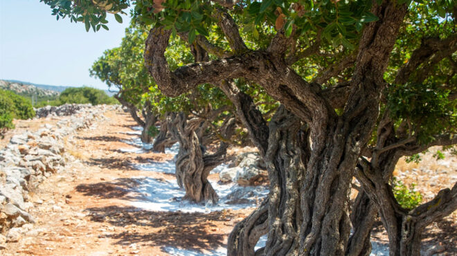 οπεκεπε-απόβαση-κτηνοτρόφων-στα-νη-563703250