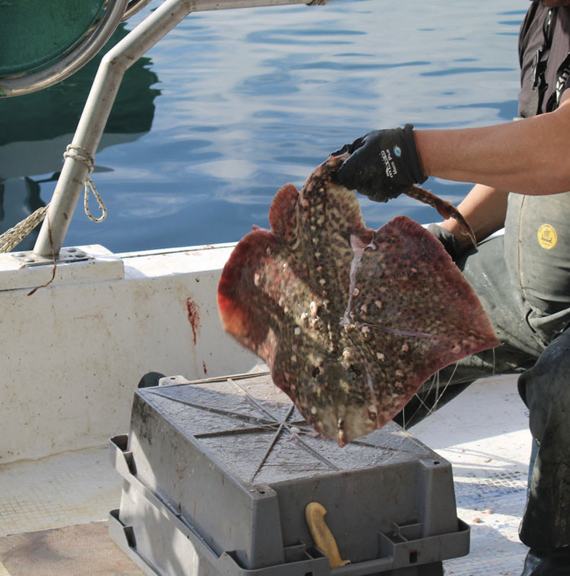 Καρχαρίες και σαλάχια: Από τη μαύρη αγορά στο πιάτο μας-3