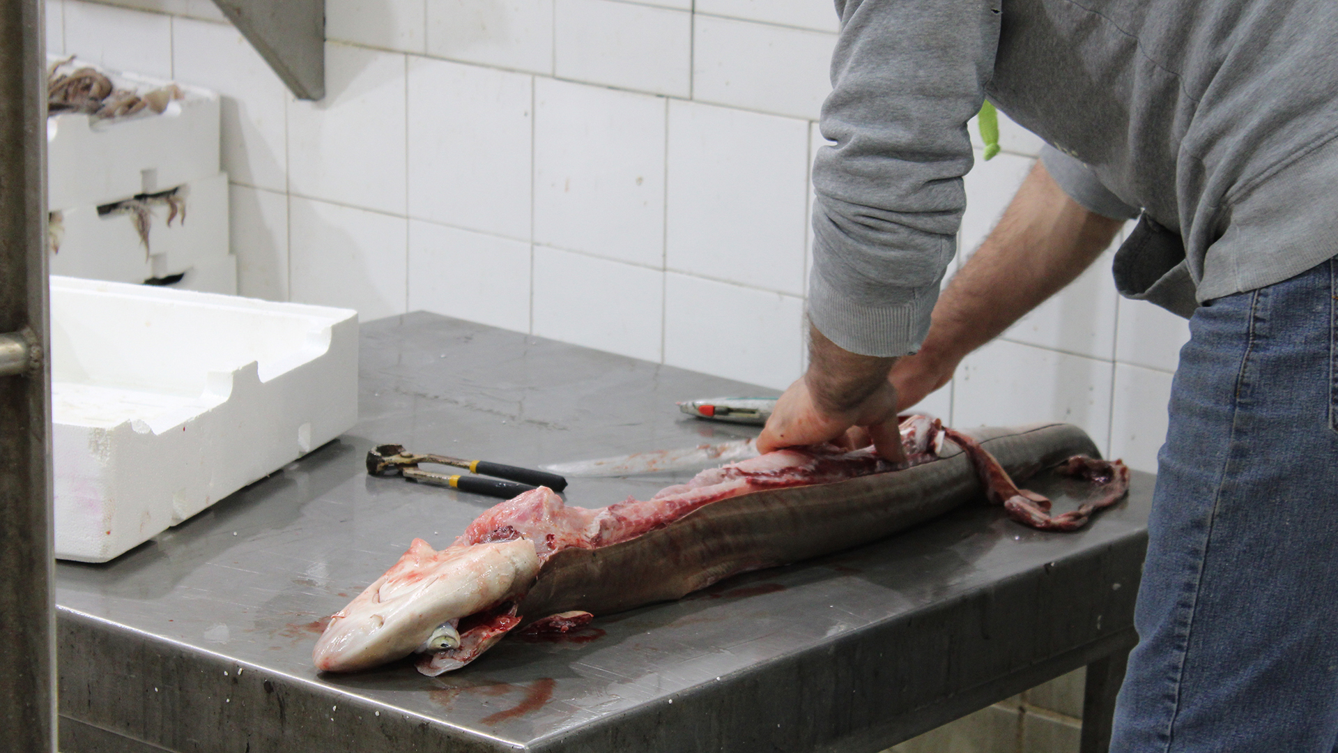 Καρχαρίες και σαλάχια: Από τη μαύρη αγορά στο πιάτο μας-4