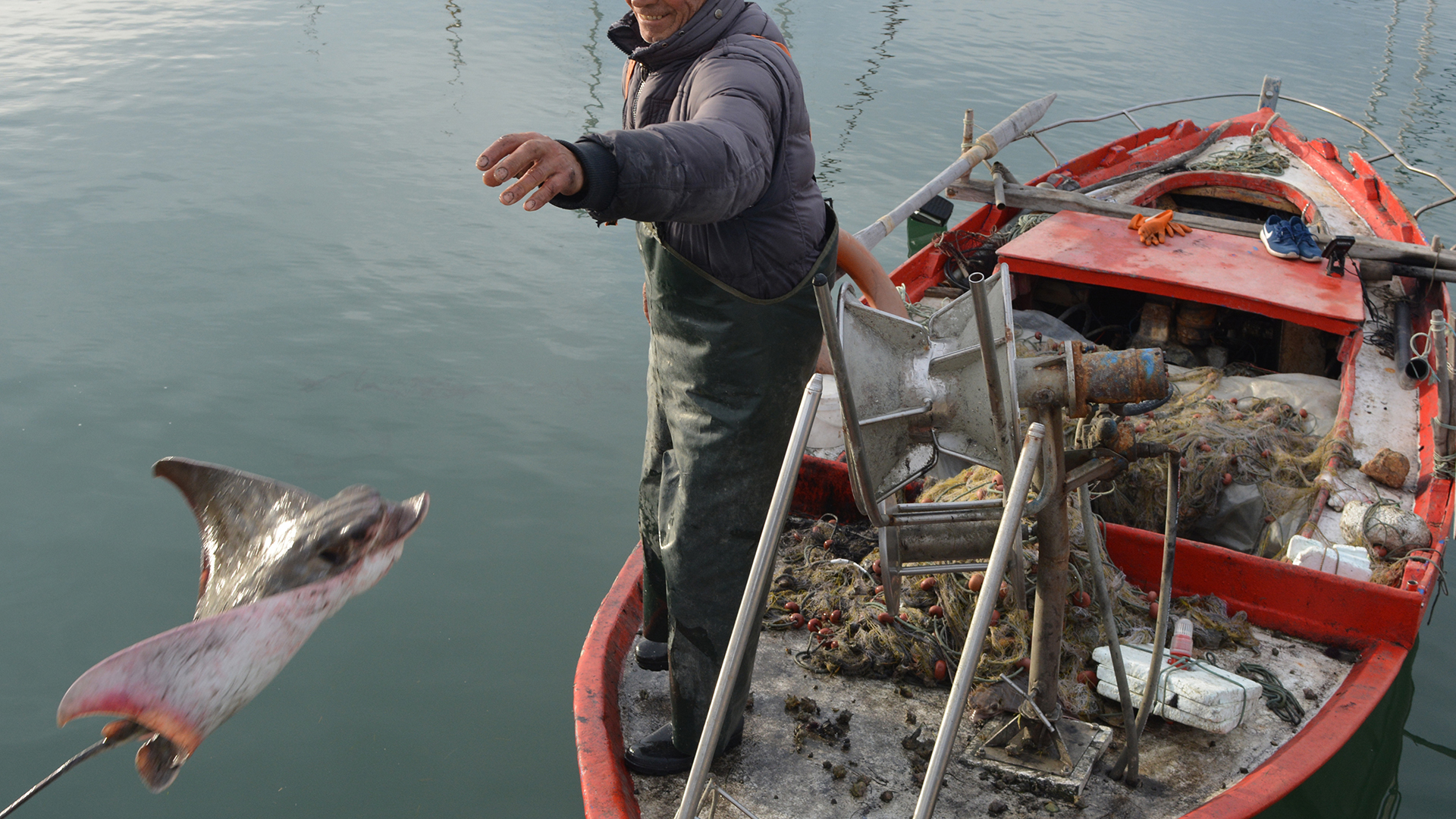 Καρχαρίες και σαλάχια: Από τη μαύρη αγορά στο πιάτο μας-2