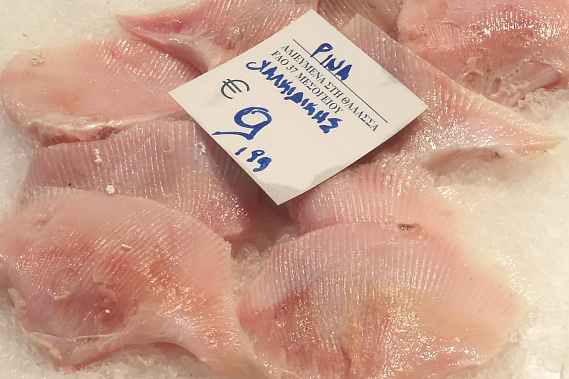 Καρχαρίες και σαλάχια: Από τη μαύρη αγορά στο πιάτο μας-1