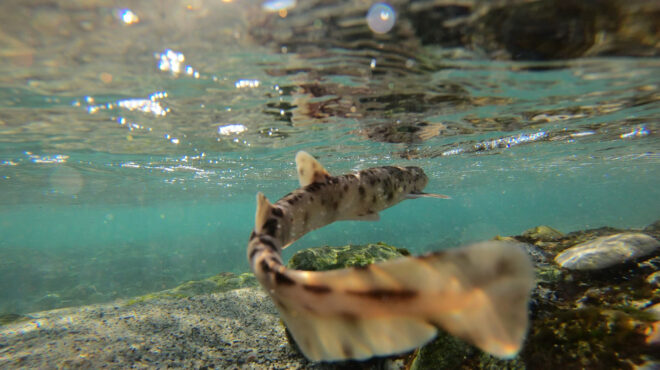 καρχαρίες-και-σαλάχια-από-τη-μαύρη-αγο-563732089