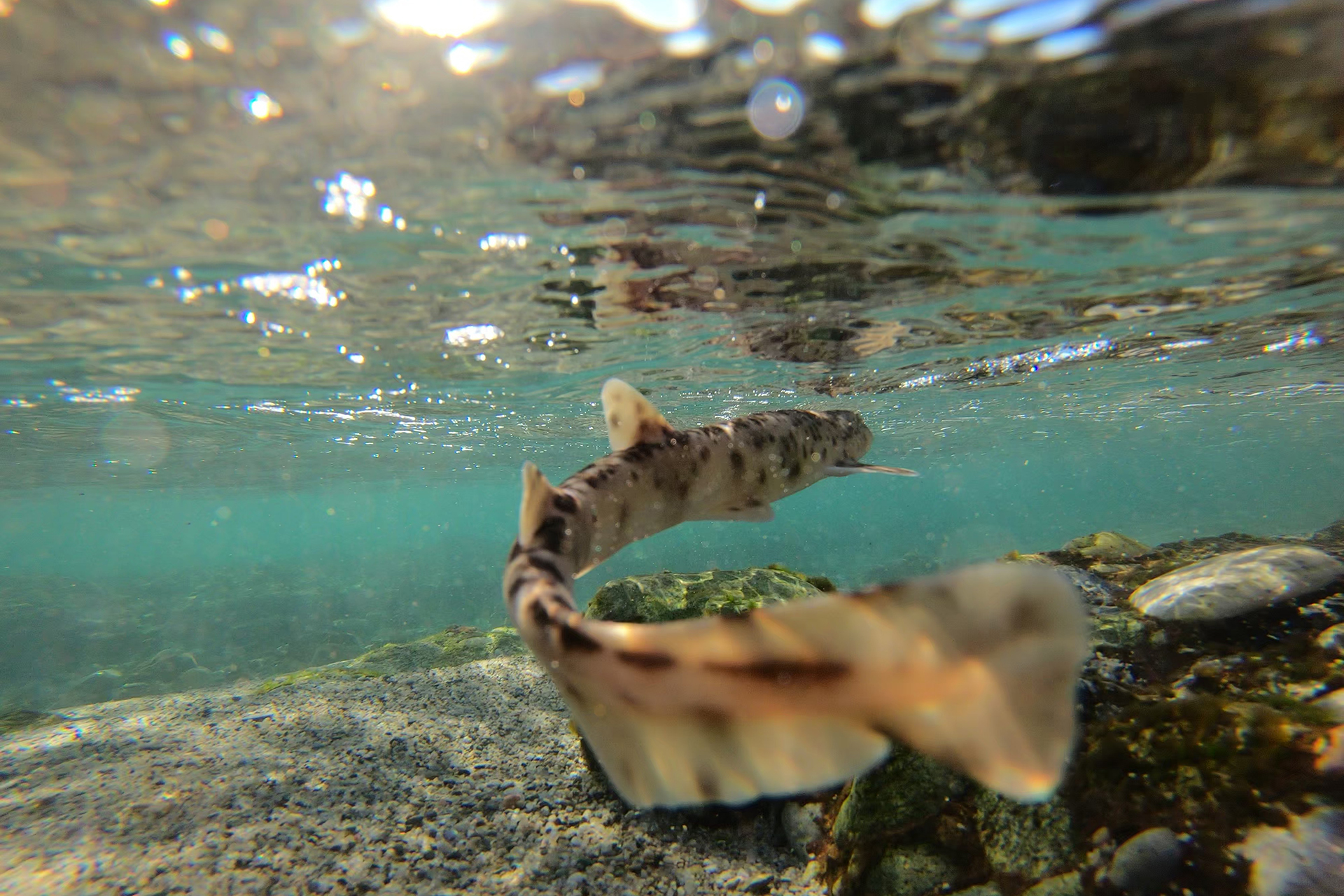 καρχαρίες-και-σαλάχια-από-τη-μαύρη-αγο-563732089