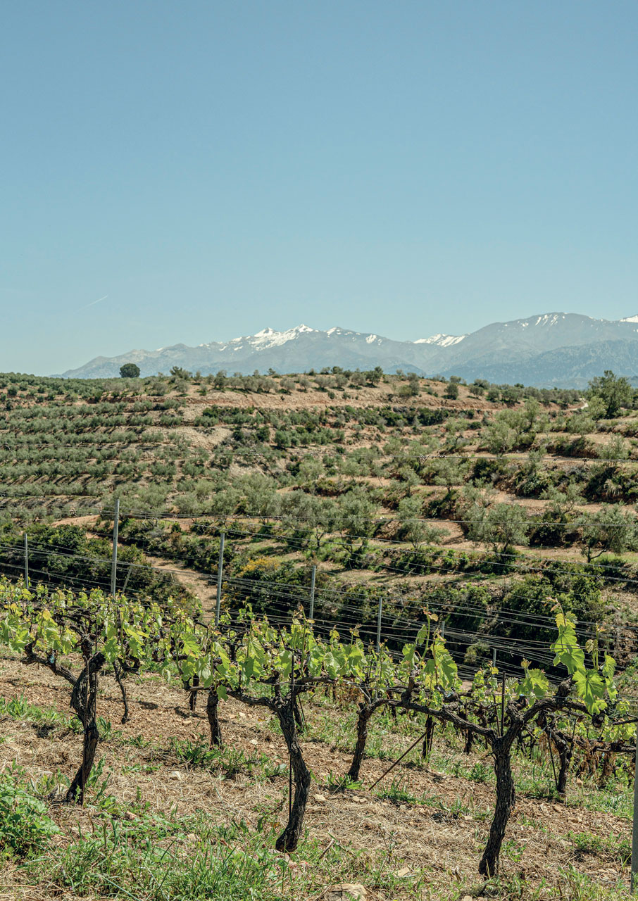 Ρωμέικο: Το ξεχασμένο σταφύλι από την Κρήτη αναγεννάται-1