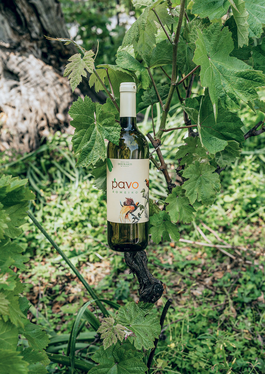 Ρωμέικο: Το ξεχασμένο σταφύλι από την Κρήτη αναγεννάται-6