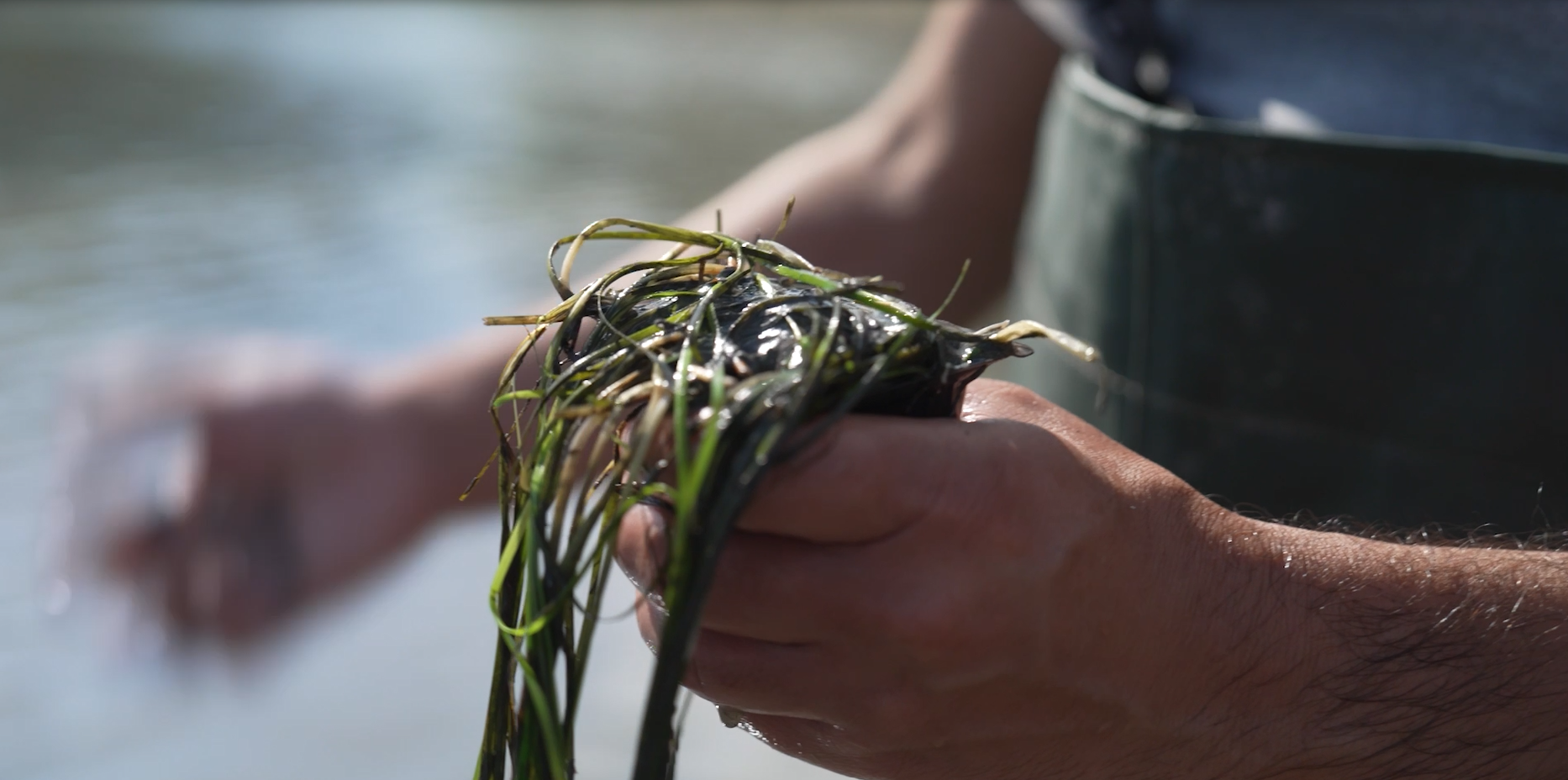 Συμμαχία για τα θαλάσσια λιβάδια του Αμβρακικού-2