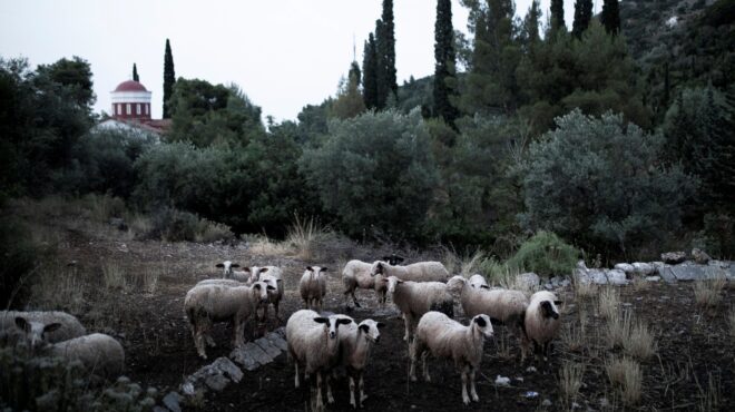 ευλογιά-των-προβάτων-αυξάνονται-τα-κρ-563720377