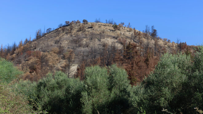 σύλληψη-για-πρόκληση-πυρκαγιάς-σε-ξερ-563739163