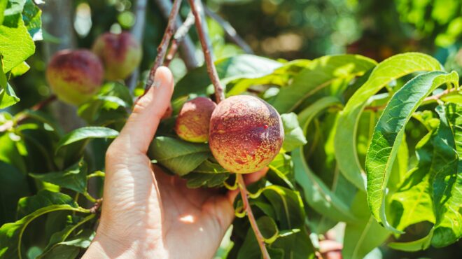 τύρναβος-εκλεψαν-75-τόνους-νεκταρίνια-563696017