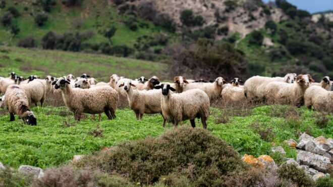 σέρρες-νέο-κρούσμα-ευλογιάς-των-αιγοπ-563732629