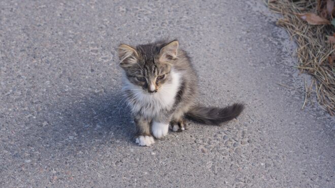 καλαμαριά-50-000-ευρώ-πρόστιμο-σε-34χρονο-πο-563705785