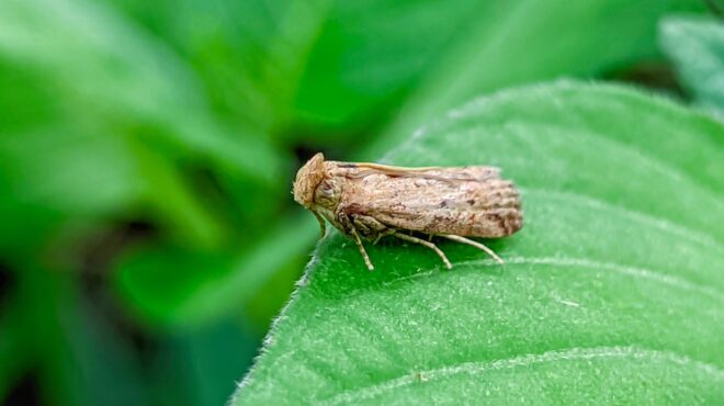 tα-φυτά-μιλούν-και-τα-έντομα-τα-ακούν-563715694