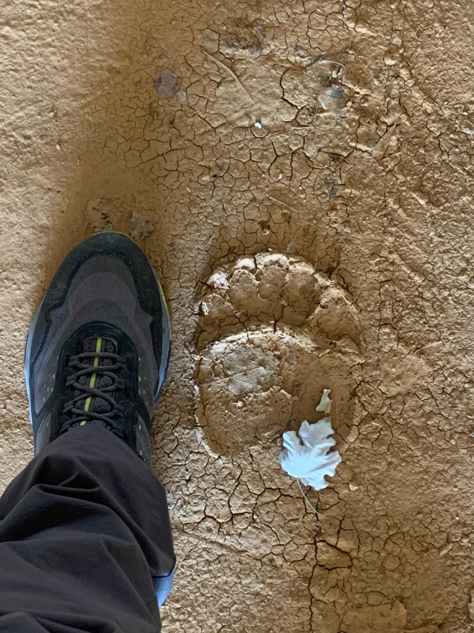 «Οι αρκούδες είναι μέσα στα σπίτια μας»-2