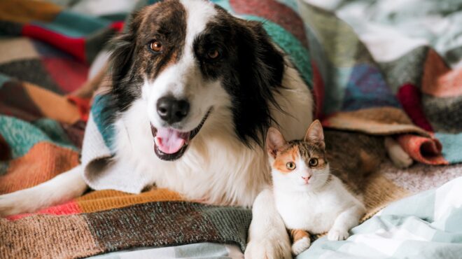 ζώα-συντροφιάς-4μηνη-παράταση-για-την-α-563696851