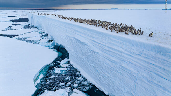 φωτογραφίες-αγριας-ζωής-563781121